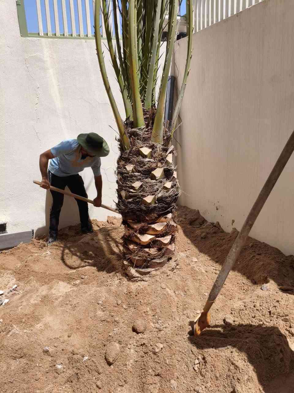 السلام عليكم ورحمه متابعيني للطيبين وفقنا الله وإياكم بتجهيز امايات برحي الارتفاع متر لحد مجمعات سكنية الله يشوفه خيرها الي يريد هاذا لحجم متوفر تحياتي للجميع اخوكم رضا الراشد عنواني بصره ابو لخصيب ***********
