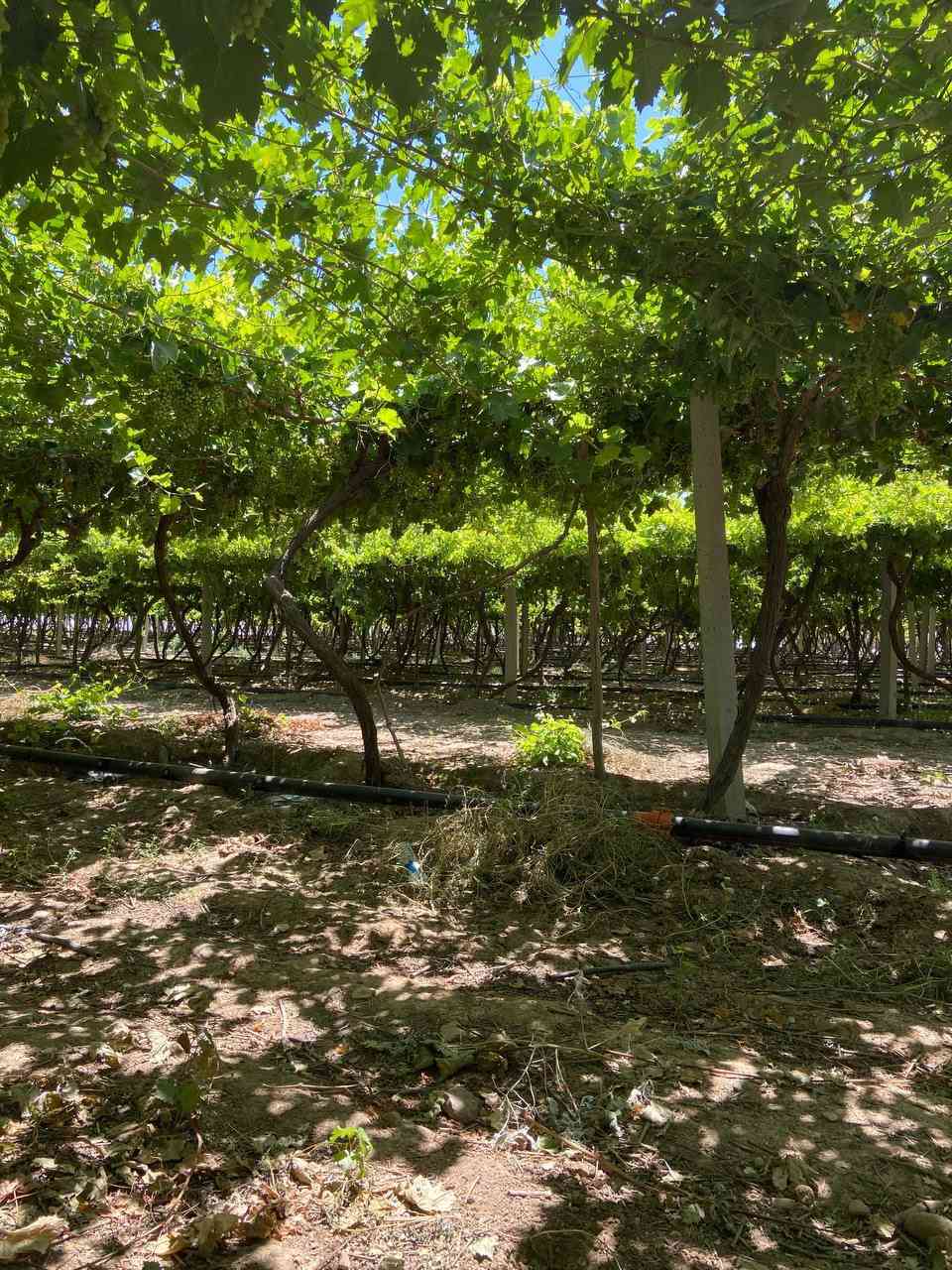 مشروع استثماري 

مزرعه للبيع 

مساحه 16 دونم مسيج (نوع سياج BRC)

تقع المزرعه في قرية بيباني تبعد عن شارع العام طريق كركوك -اربيل 6كم

يحتوي المزرعه علي 3 بيوت ومخزن 

بيت مؤثث مساحة 170م 

بيتين صب بصيط للحرس مجهز كهرباء وماء

يحتوي المزرعه علي بير ارتوازي بعمق 250mوغطاس 4 أنج 
وماء صالح للشرب

يحتوي المزرعه علي تانكي ماء ب سعة 33الف لتر 

يحتوي ايضا علي محوله كهرباء 100 KV

يحتوي المزرعه علي حوض سمك بمساحة 4 دونم 

يحتوي المزرعه علي بستان عنب قمريه 3 دوانم يضم اشجار عنب (زيتوني -حلواني -سلطاني) 1200شجره بعمر 15 سنه. 
مؤثث البستان بأحواض سقي موزعه ببواري 2.5انج كامل 
البستان 

ويحتوي علي اشجار (تين) نوع ( تين اصفر بعدد 450 شجره 
بعمر 15سنه) سقي بطريقة الاحواض موزعه ببواري 2.5انج 

ويحتوي علي 300 شجره منوعه من (رمان -تفاح-مشمش) طريقة الري ببواري 2.5انج 

المزرعه منتجه والها وارد سنوي من البساتين 

المزرعه جاهزه يحتوي علي گراج صب مساحة 100متر 
وحاويه عدد 2 وسقيفه 

وايضا الشارع تبليط لحد المزرعه 

المزرعه طابو صرف زراعي بشرط الوكاله من صاحبه الشرعي 

ملاحظه ( البير مجازه من قبل دائرة الزراعه في قضاء التون كوبري الكهرباء مجاز بأوراق رسميه )

للاستفسار الاتصال 
***********
