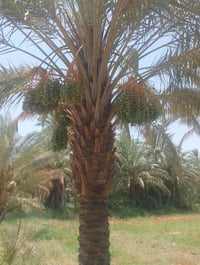 المحاويل • ٣ دونم ونص • ماء وكهرباء
