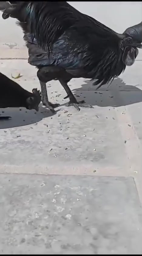 اللهم صل على محمد وآل محمد 
 متاح افراخ نمبركيني🐥 الاندنوسي اسود فحم 🌚
 لون الريش أسود المنقار  اسود الجلد اسود العين سوده 
العمر ١٥  يوم
العدد ٧كتاكيت
كلهن  ب ٨٠  الف 
 العنوان 🏡🏡 الكوفة قرب مشروع ماء الزركة
للاتصال☎️***********📞واتساب 
ملاحظه/ الامايات للعرض فقط
يوجد توصيل داخل النجف والمحافظات
