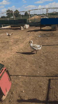 دوو قاز نیرە 8کیلۆن لەکەلارە ***********
