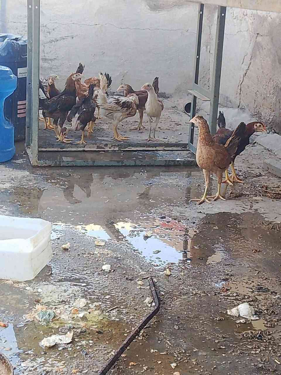سلام عليكم فروج للبيع زوج على 12رقمي ***********
