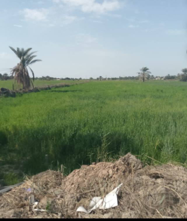 سلام عليكم ارض زراعيه 3 دونم
المكان النجف الحيره الصنين
ماء الساله كهرباء ماء سقي
مزروعه حنطه
‏‪0782 344 6257‬‏
