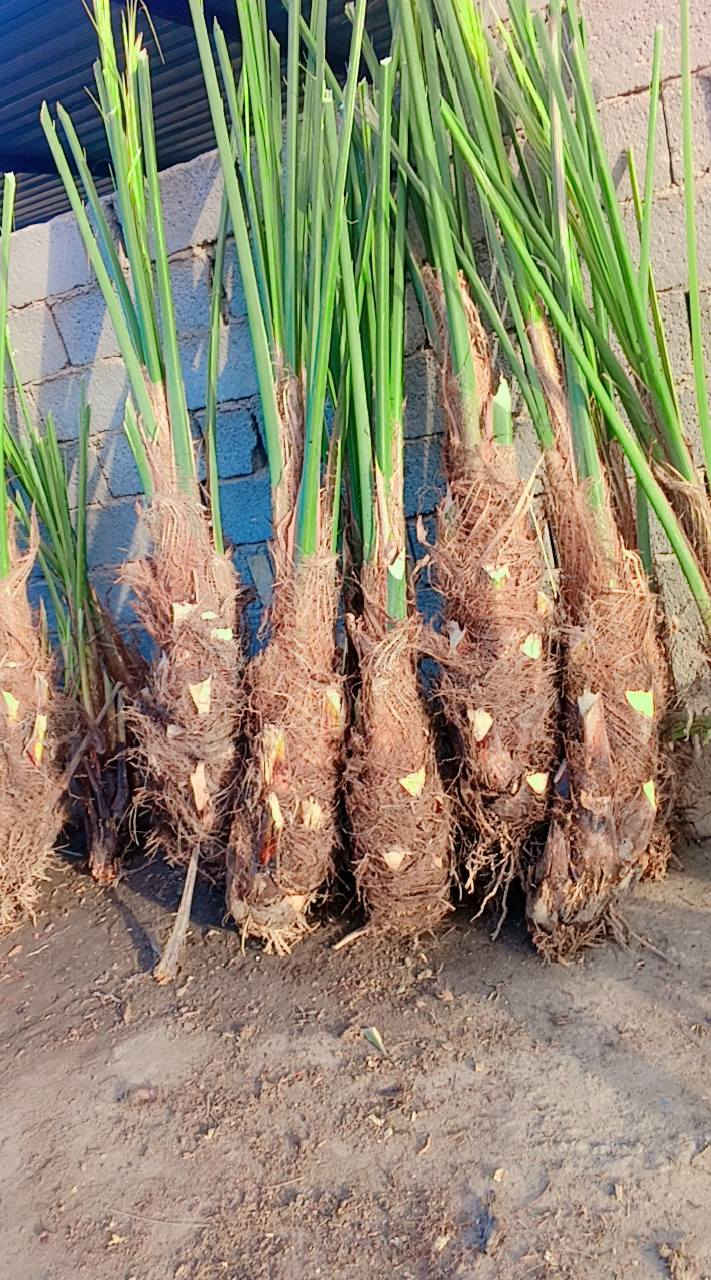 متوفر فسيل  بريم 35 فسيل ام دهن +بلكه***********/50
