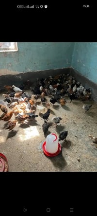 صواصي عرب • جوز • الجواعنه