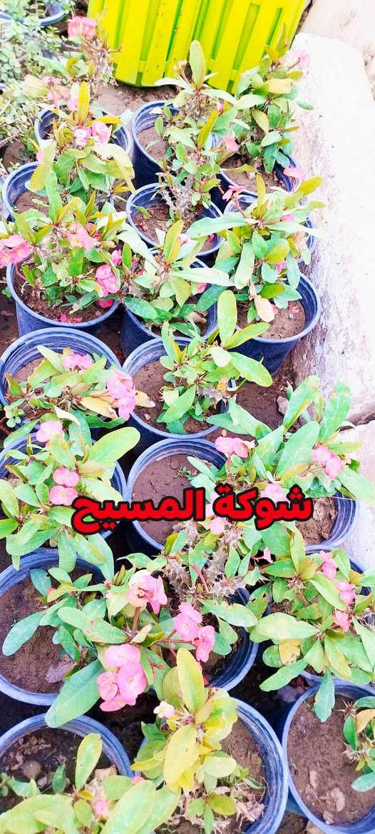 اهلآ وسهلآ بكم في مشتل وحدائق الرحمن 
العنوان كورنيش الديوانية مقابل هايبر توفير
مستعدين لتجهيز وزراعة الحدائق المنزلية 
للحجز والاستفسار مراسلة الصفحة


**إذا كنت صاحب هذا الإعلان وتريد حذفه لأي سبب، رجاءا أرسل رسالة إلى الدعم الفني**