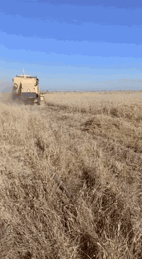 حاصده نيوهولاند موديل1997 جاهزه
5بلم للاستفسار اتصل ***********
