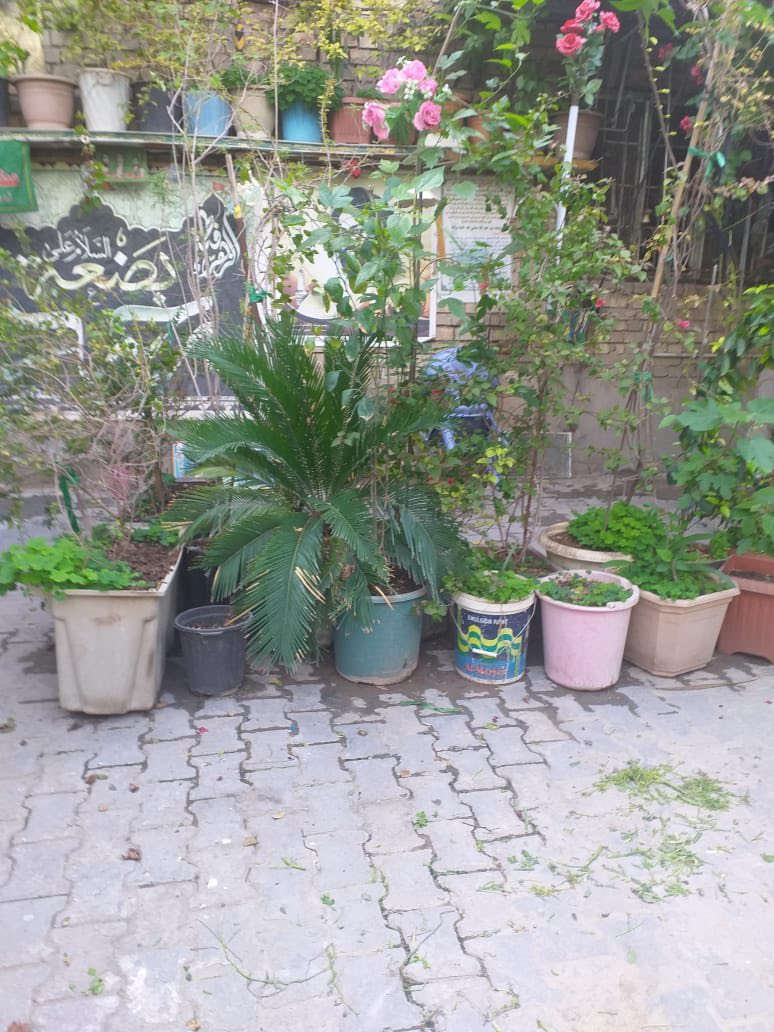 سنادين زرع للبيع 
رارنج 
جهنميه 
ياس 
تين 
نخل زينه سكايس

‭0772 637 0437‬
بسعر مناسب
