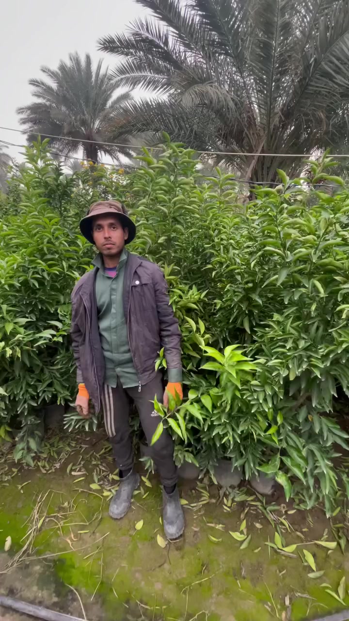 السلام عليكم يتوفر حامض + برتقال + لالنكي + سندي + رارنج كيس ارتفاع متر ونص لحد مترتين + برتقال + لالنكي + رارنج + سندي سندان ارتفاع مترتين لحد ٣ متر اسعار جمله فقط مكاني بغداد الكريعات رقم الهاتف ***********
