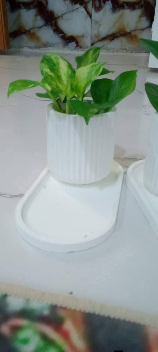 سيت لبلاب نبات ضلي متسلق مع السندانه والصينيه ب3000
توجد خدمة توصيل بالف


**إذا كنت صاحب هذا الإعلان وتريد حذفه لأي سبب، رجاءا أرسل رسالة إلى الدعم الفني**