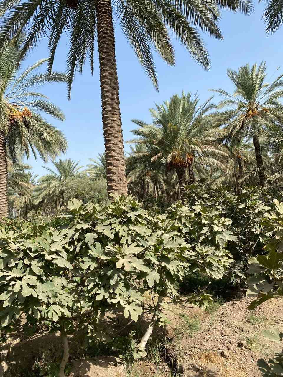 بستان ٣،دونم  طابو زراعي سند ٢٥ مغروسه انواع الفواكه ( تين ،عنب ،تفاح ،نخيل ) فيها بئر ماء صالح للشرب و منظومة سقي 
كافة الخدمات متوفره ماء وكهرباء 
تباع كلها او دونم واحد او نص دونم
للاستفسار الاتصال على الرقم التالي 
***********
