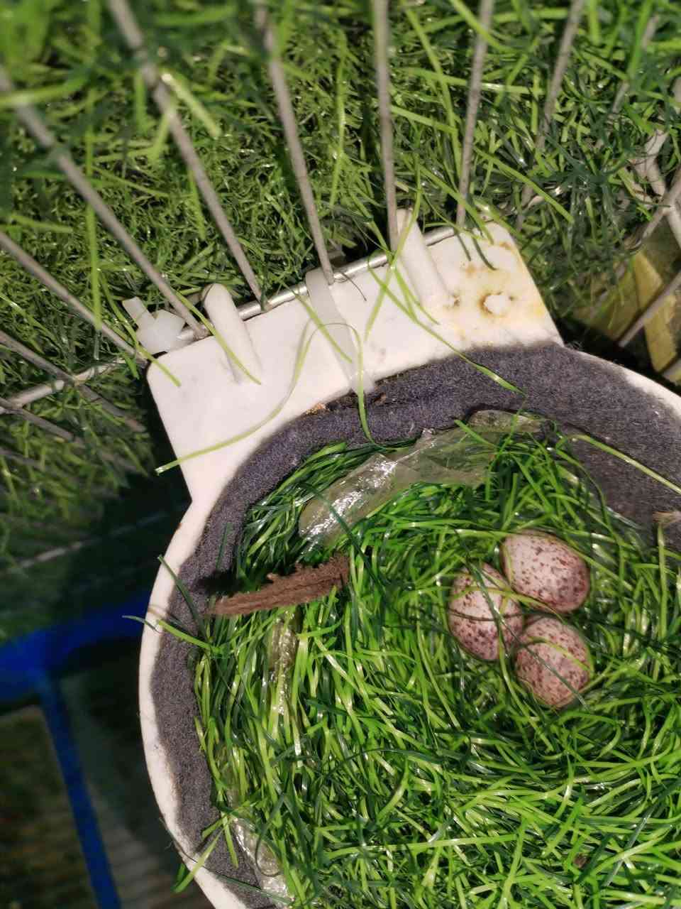 طيره للبيع بياضه ومجرب يعني مطلعه تفريخه السعر 50بدون قفص
***********
