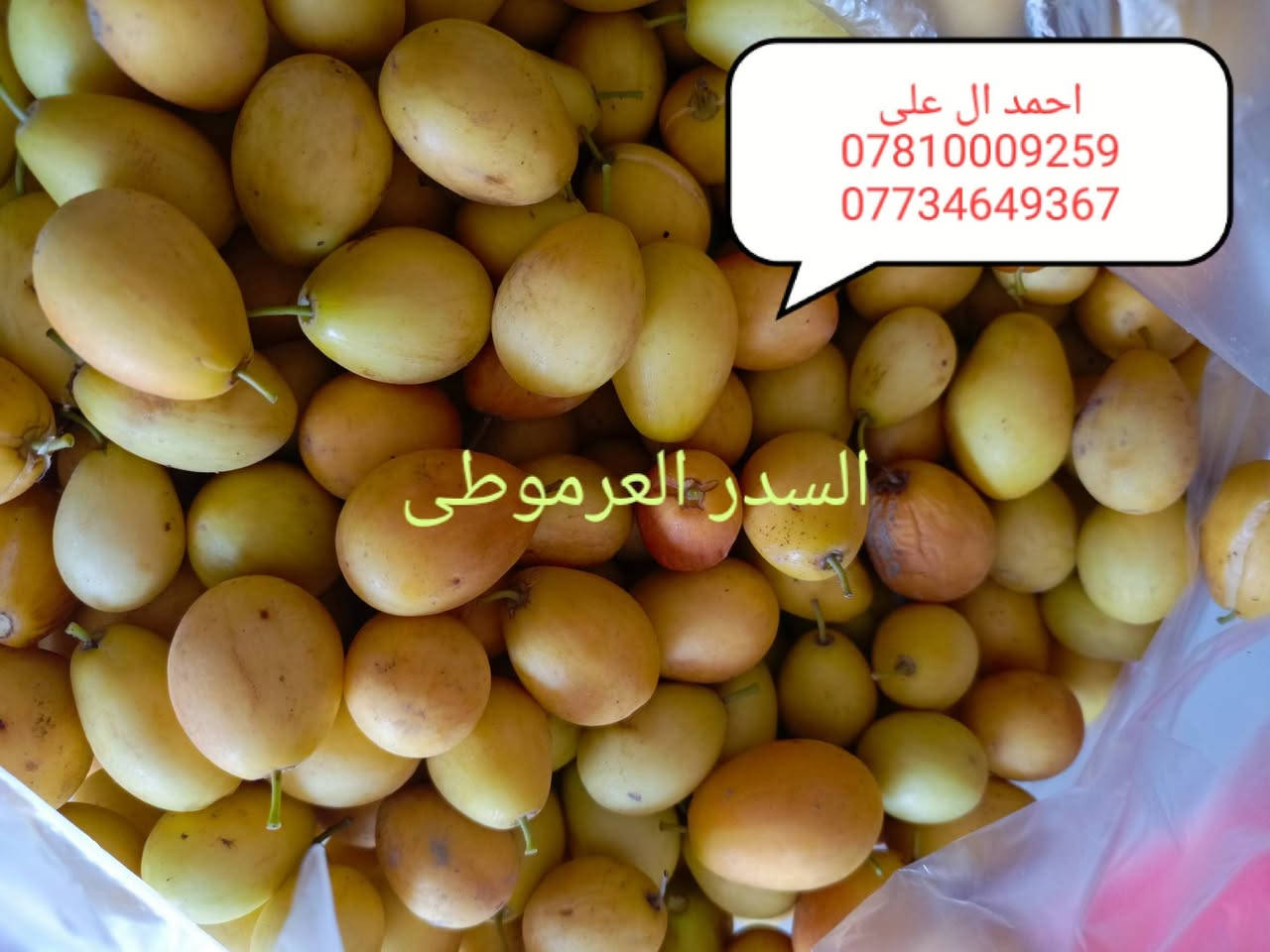 بابل الحمزه الغربي قريه الزبار
موسم خير انشالله عليكم 

تم بدء موسم تطعيم السدر

متوفر كافه الأصناف والنوعيات التجاريه

كل إلي عليك مراسله الصفحة أو الاتصال عل رقم***********

متوفر كادر كامل لتطعيم السدر في جميع المحافظات

وشرط الضمان 

خبره أكثر من 7 سنوات في مجال التطعيم
