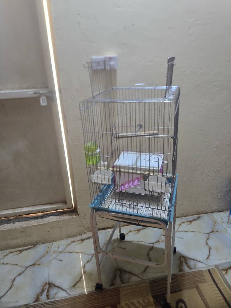 قفص ببغاء وكوكتيل للبيع مع بيت بلاستك مع كامل الملحقات حجم كبير للاستفسار الاتصال 
*********** عمارة, ميسان
