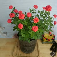 ورود طبيعيه • وجبه الثانيه • ٣٠صوره