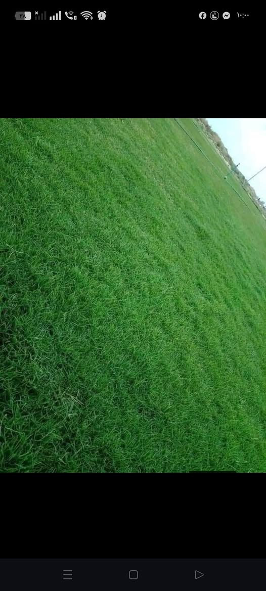 يوجد انواع ثيل الطبيعي اتصل ودلل.


**إذا كنت صاحب هذا الإعلان وتريد حذفه لأي سبب، رجاءا أرسل رسالة إلى الدعم الفني**