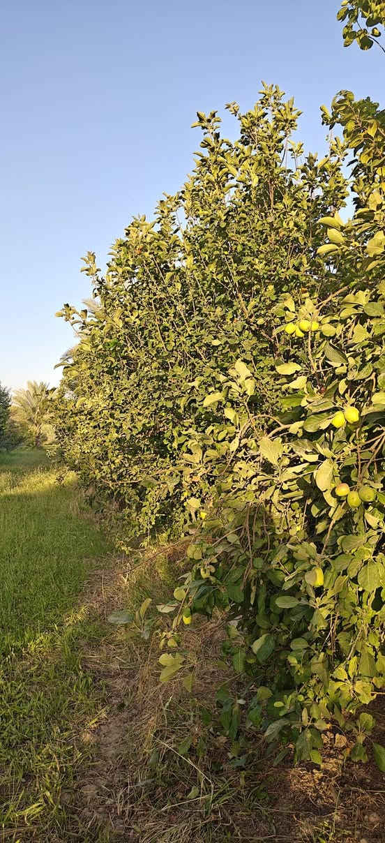 يا الله 
بستان 3 دوانم ونص مع دار و مشتمل قيد البناء للبيع 
مسيج بالكامل يحتوي على تخيل و أشجار مثمرة 
منطقة للوند


**إذا كنت صاحب هذا الإعلان وتريد حذفه لأي سبب، رجاءا أرسل رسالة إلى الدعم الفني**