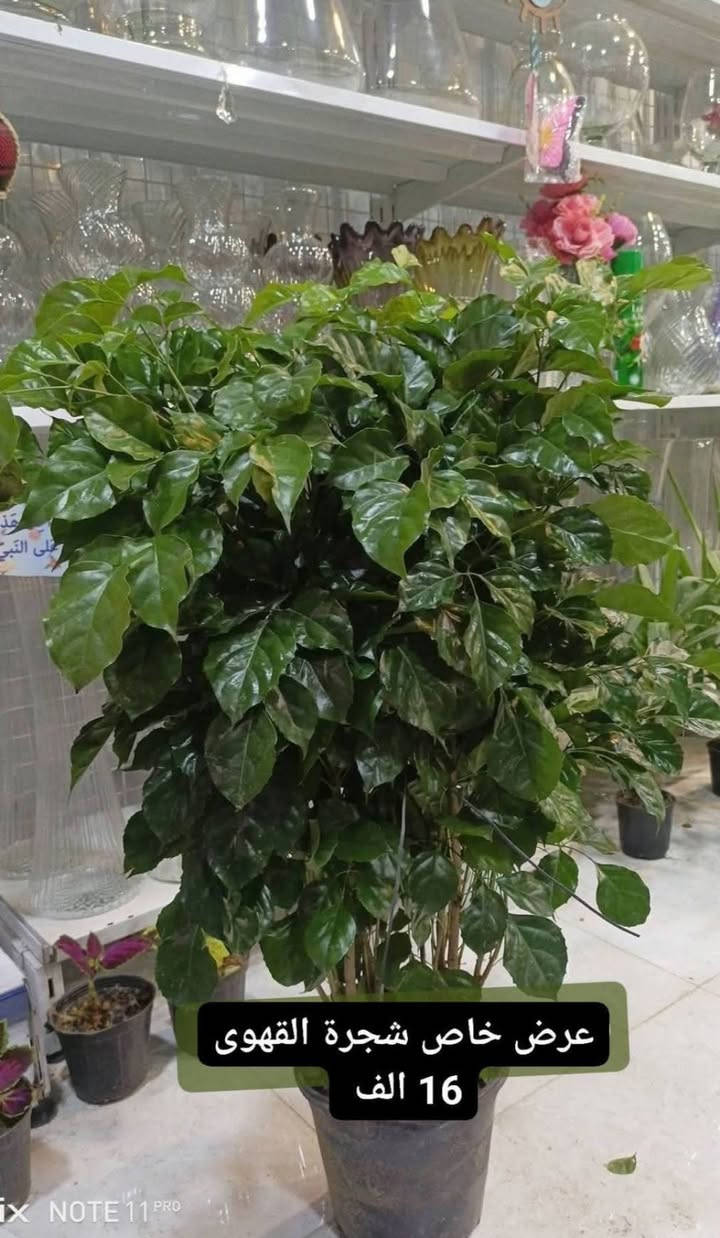 عرض خاص بمناسبة العيد....الانبار الرمادي العزيزية مكان الجديد...من جهة شارع العام  شارع ميسلون  اول فرع على اليمين *********** ... يوجد توصيل داخل الرمادي...
