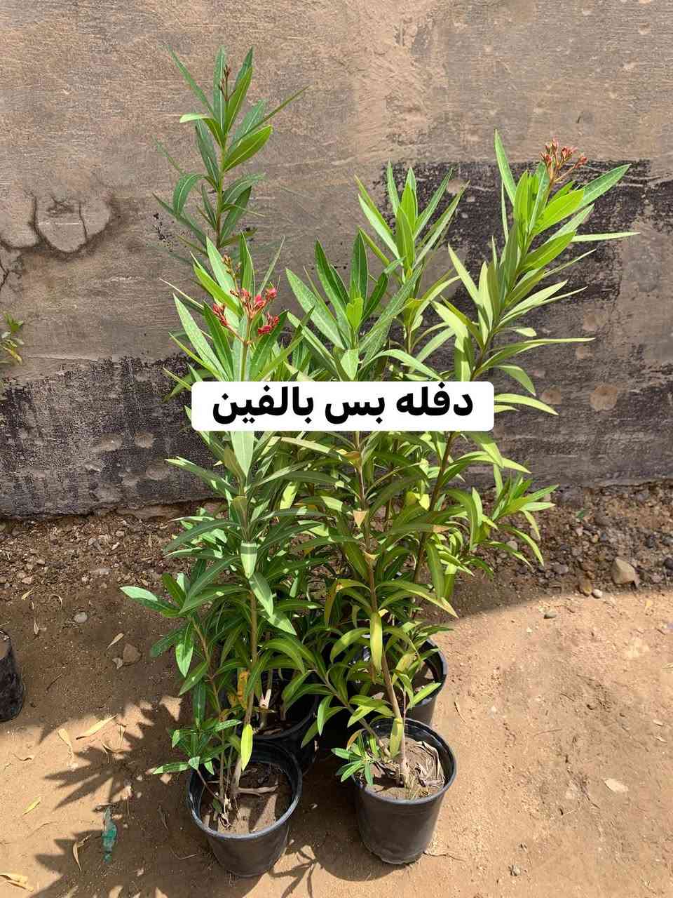 تفاصيل داخل صور


**إذا كنت صاحب هذا الإعلان وتريد حذفه لأي سبب، رجاءا أرسل رسالة إلى الدعم الفني**