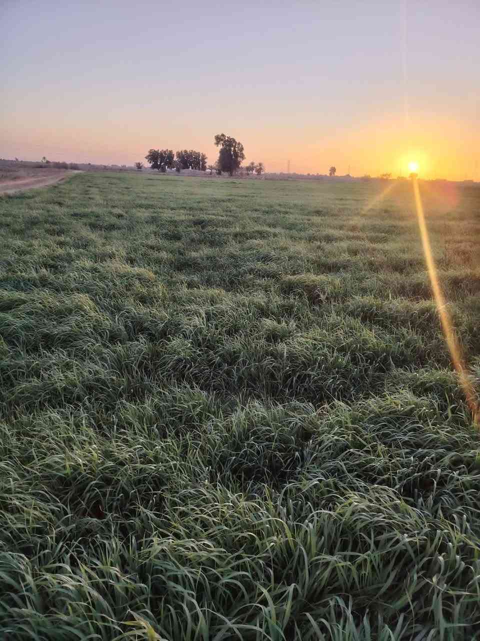 السلام عليكم 
كاع 12دونم ضمان 
المكان بابل الحمزه الغربي الخميسيه قربيه على جسر الخميسيه 
***********
