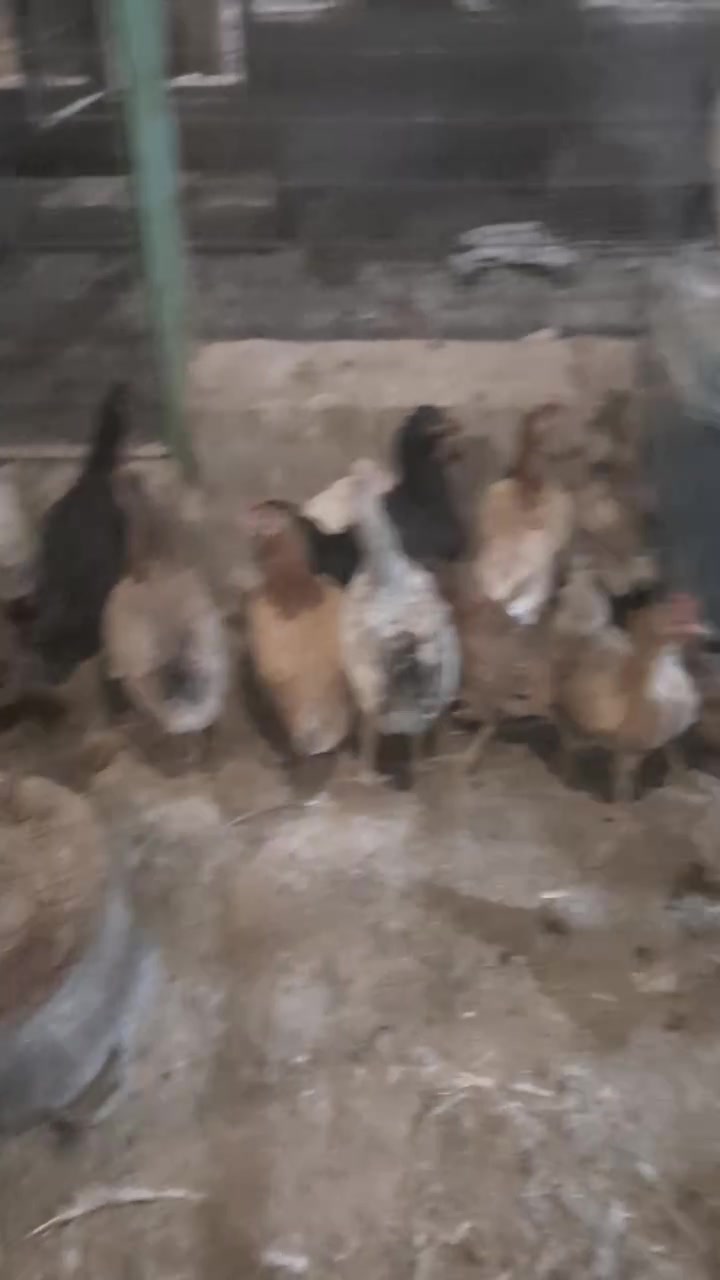 العدد ١٥ زوج
الزوج ٢٥الف قفل
والبيع شلع


**إذا كنت صاحب هذا الإعلان وتريد حذفه لأي سبب، رجاءا أرسل رسالة إلى الدعم الفني**