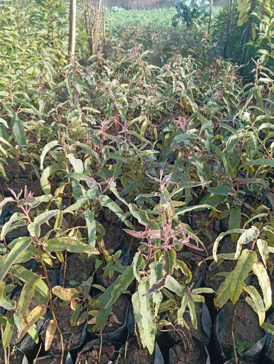 متوفر شتلات كفور ليموني كيس 15 🌳
م/01094758294


**إذا كنت صاحب هذا الإعلان وتريد حذفه لأي سبب، رجاءا أرسل رسالة إلى الدعم الفني**