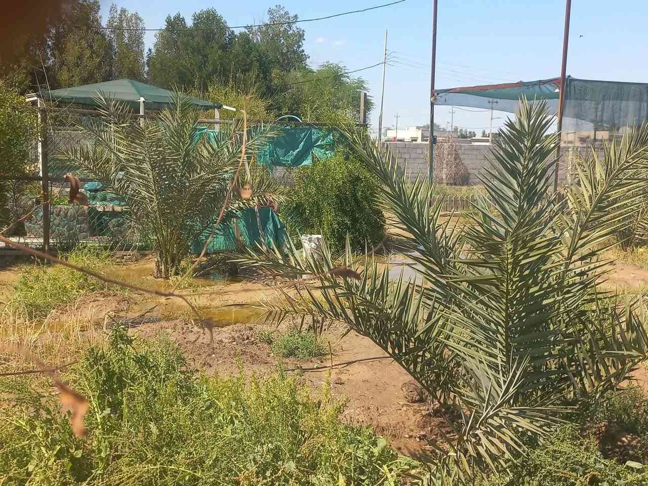 بستان للبيع 
موقع الدونم ( السيبه  )
مساحه 2500م
 دونم محكم بسياج بلوك بداخله
 بيت مساحه 100متر مربع 
يحتوي على غرفتين وصاله ومطبخ  وأستقبال وصحيات ونافوره 
يحتوي ع 10 نخيل برحي وتين وسدر  
وباقي انواع الاشجار 
نوع العقار طابو زراعي  سند 25 عراقي 
يتحول سهم بأسم المشتري 
السعر المطلوب 150 مليون 
#عقارات_احمد_للأستثمار_العقاري
***********
***********
