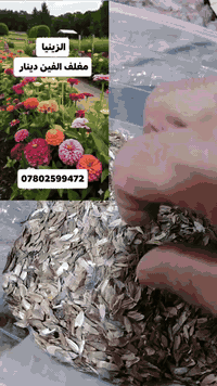 🌼 بذور الزينيا ذات الجودة العالية الآن متوفرة! 🌼
احصل على مغلف بذور الزينيا بسعر 2000 دينار فقط! هذه البذور من تغليف وإنتاج  أحمد العزاوي، وهي ليست  مغلفات جاهزة، بل منتج محلي بأعلى معايير الجودة.
0780 259 9472
🔹 شاهد الفيديو المرفق للتعرف على أفضل أنواع البذور
 #احمد_العزاوي #بذرة #ازهار_زينيا #الزراعة #الزراعة_المنزلية
