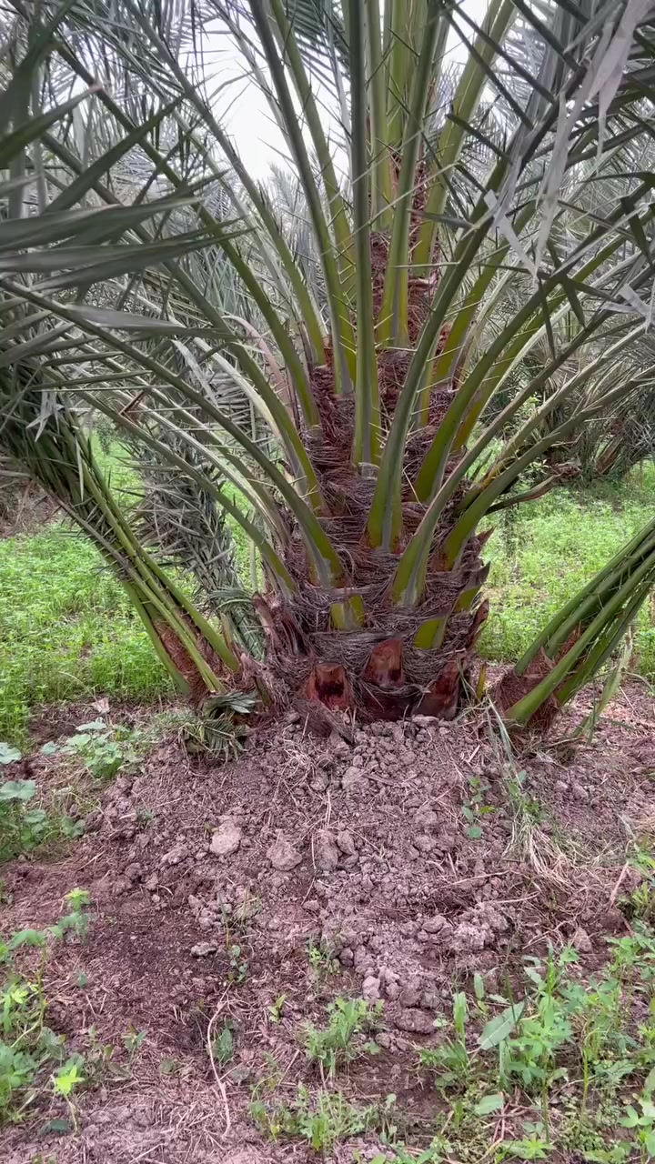 عنوانه واسط قضاء الصويره
للاستفسار ***********
