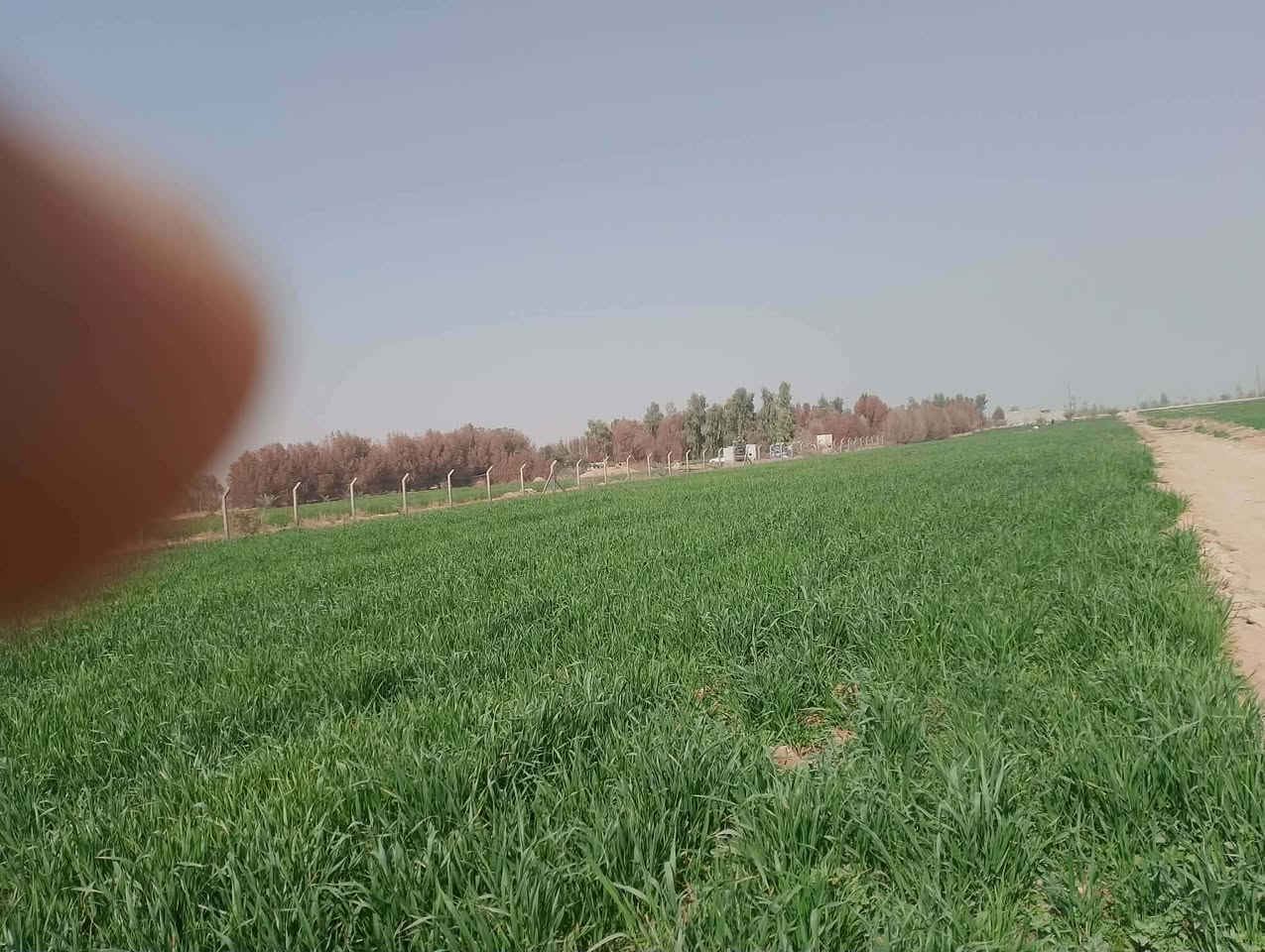 عشره دونم بشارع الديوك تبعد عن طريق كربلاء نجف كيلو ونص جهة النجف فيها غطاس محولة كهرباء خاصه بيت بلوك كذلك محل تجاري على الشارع عقد 35 المزرعه متكامله من كل شي فيها 44 نخله قسم يحمل وقسم بعده فقط شراي يراسل على الخاص


**إذا كنت صاحب هذا الإعلان وتريد حذفه لأي سبب، رجاءا أرسل رسالة إلى الدعم الفني**