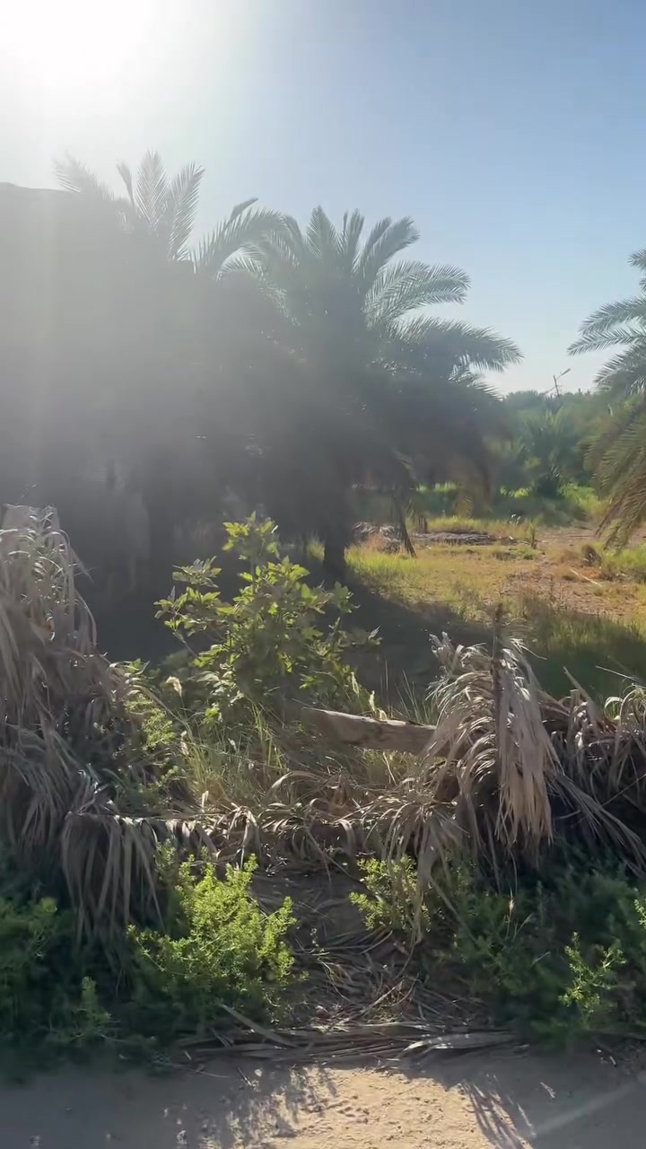 السلام عليكم بستان مساحة ١٠٠٠ م واجه ٢١ ونزاله ٤٨ م على شارع ال بندر من جهة الشط قرب مدرسة عبدالله الرضيع سند ٢٥ صنف بستان ***********
