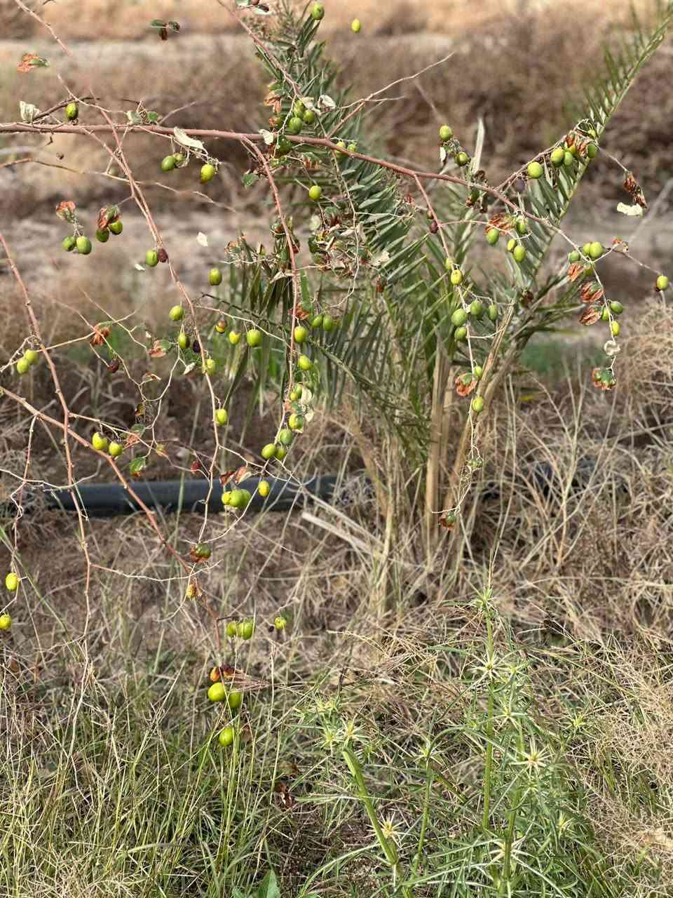 السلام عليكم
دونم زراعي للبيع بي نخل ونبك وكالبتوز متوفر كهرباء وماي اساله وماي سكي صيف وشتا ماينكطع كاعه زراعيه حلوه طريق المشايه قرب صيطره سعره ٢١ وبي مجال بصيط *********** 
*********** مكلف بنشر
