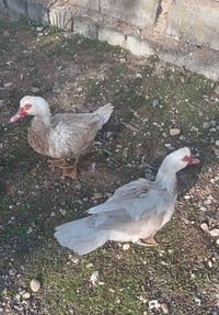 متاح بط مصري عدد 2 السعر 20 وبيهن مجال شي قليل للتواصل على الرقم 07749...