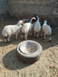 طليان 4 مال ديره شلع 650الف الرقم ‏‪07854633147‬‏ مكلف بل نشر