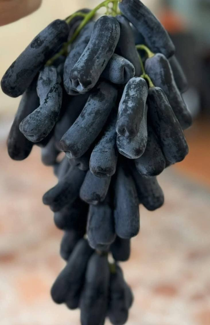 شتل عنب ياقوتي بشرط الضمان للبيع ***********
