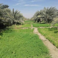 بستان • ٣٠٠٠م • الديبس قرب الجسر