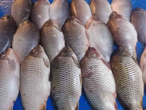 متوفر انواع الأسماك في تكريت سوق الخضار يوجد خدمة توصيل ***********
