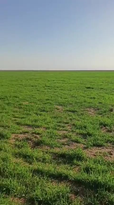 السلام عليكم 
للبيع 
حنطة بورو  المانية (فرشية ) الحب الاحمر 
حباية درجة اولى بدون شوائب نسبة الاشعير جداا قليلة 
سعر الطن ٥٠٠،٠٠٠ اي استفسار خابر ودلل
***********
***********
