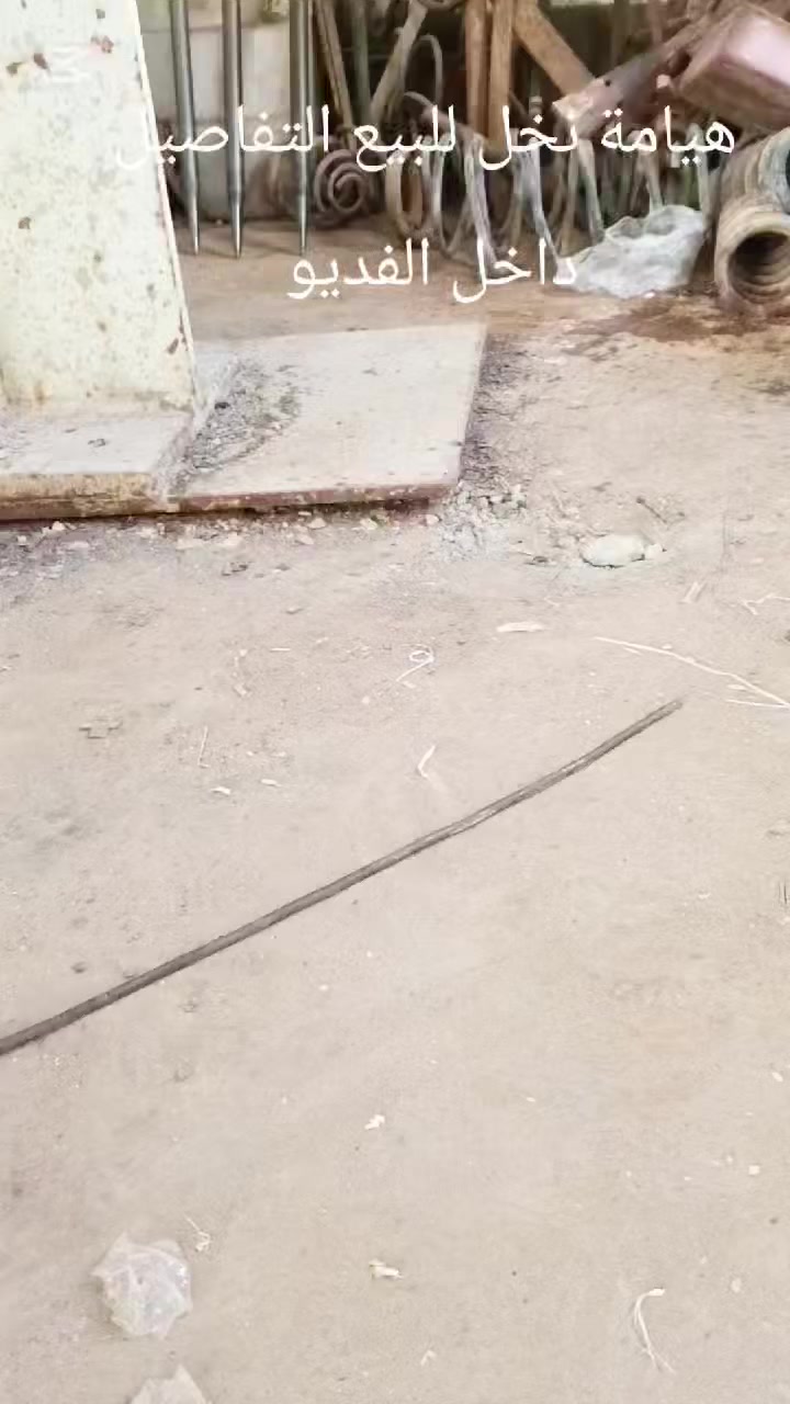 هيم نخل للبيع سعرة ٤٥ الف واصل السعر ثابت الي يريد يراسلني واتساب


**إذا كنت صاحب هذا الإعلان وتريد حذفه لأي سبب، رجاءا أرسل رسالة إلى الدعم الفني**