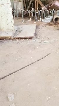 هيم نخل • سعر ثابت • واتساب