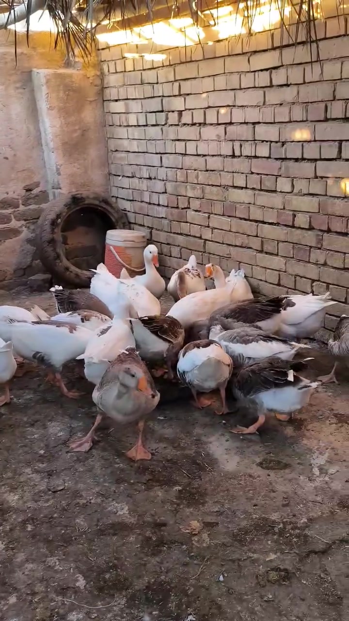 السلام عليكم أبطوط للبيع مخاليف كبار لي يريد هن يخابر صاحب الرقم ***********
