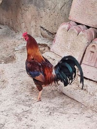 ديج شمسي • امريكي • درجة اولى