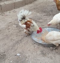 ديك عرب • بصحة زينة • قابل للتفاوض