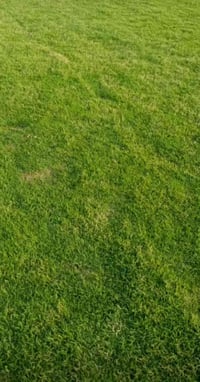 ان شاء الله باجر العصر تتوفر ثيل الهندي الطبيعي المتر 2500 ويوجد توصيل...