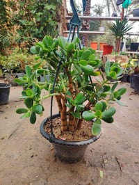 شجرة المال متدلية • نبات عصاري • مقاوم للحرارة