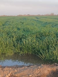 بدعه حمد • ١٠ دونم • طابو زراعي