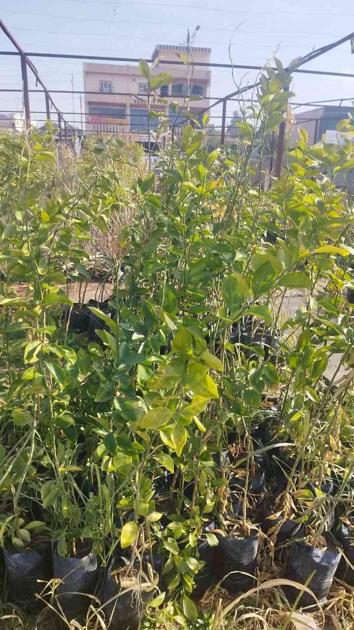 السلام عليكم تصفيت مشتل والاسعار مناسبه الموقع مقابيل سيد الاسعار الرقم ***********
