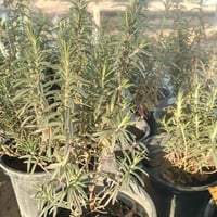 متابعة البيج • مشتل • تجدول