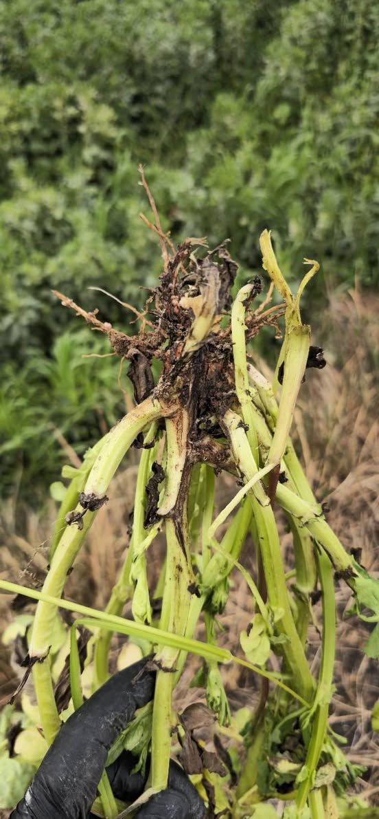 جانب من متابعة مزارع الباقلاء في الشحيمية 
مكتب الزيتون الزراعي 
بإدارة المهندس جمال السامرائي 
0782-777-7624 
0771-443-8480


**إذا كنت صاحب هذا الإعلان وتريد حذفه لأي سبب، رجاءا أرسل رسالة إلى الدعم الفني**