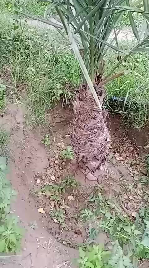 موجود فسائل طه أفندي للبيع فمن يرغب بشراء موجودات في بعقوبه الوقف نهر الشيخ عند الأخ أبو حسن عبد الهادي موات الربيعي هذا رقم *********** الاتصال عليه العدد ٤ فسائل وضمان الصنف يشلع هسه وبتاسع يرجع ياكل تمر
